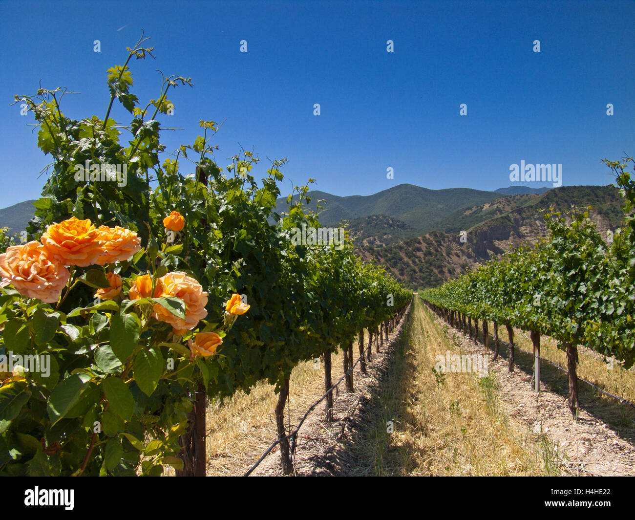 Arroyo Seco Canyon Vignobles, Monterey, Californie. Co. USA Banque D'Images