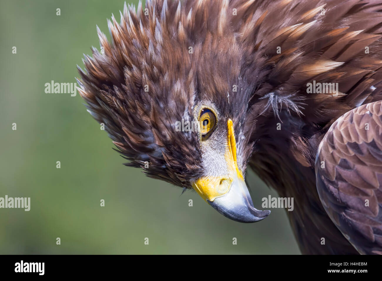 Close-up of a Golden Eagle lors de l'oiseau de proie montrent à l'African Lion Safari à Cambridge, en Ontario. Banque D'Images