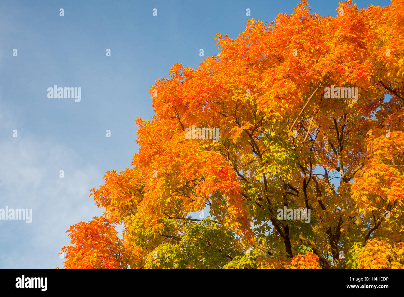 Automne érable à feuilles rouges sur fond de ciel bleu au Québec, Canada Banque D'Images