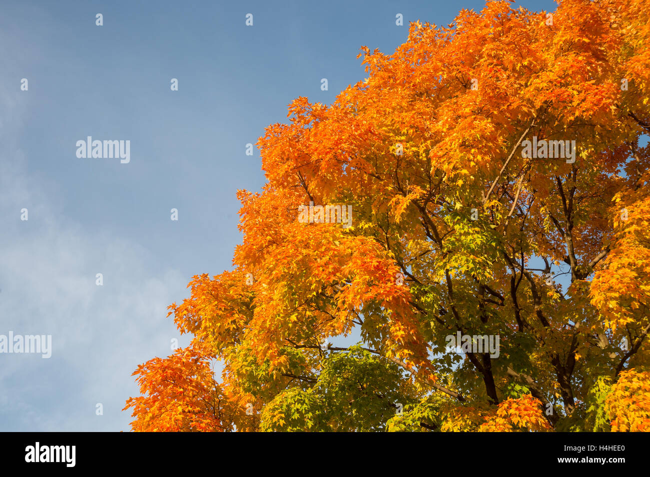 Automne érable à feuilles rouges sur fond de ciel bleu au Québec, Canada Banque D'Images