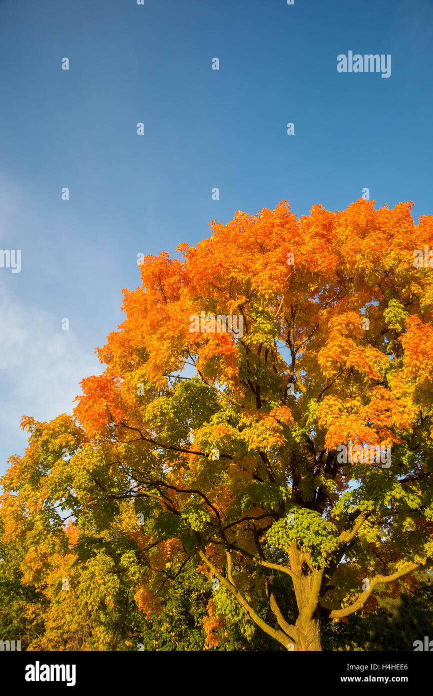 Automne érable à feuilles rouges sur fond de ciel bleu au Québec, Canada Banque D'Images