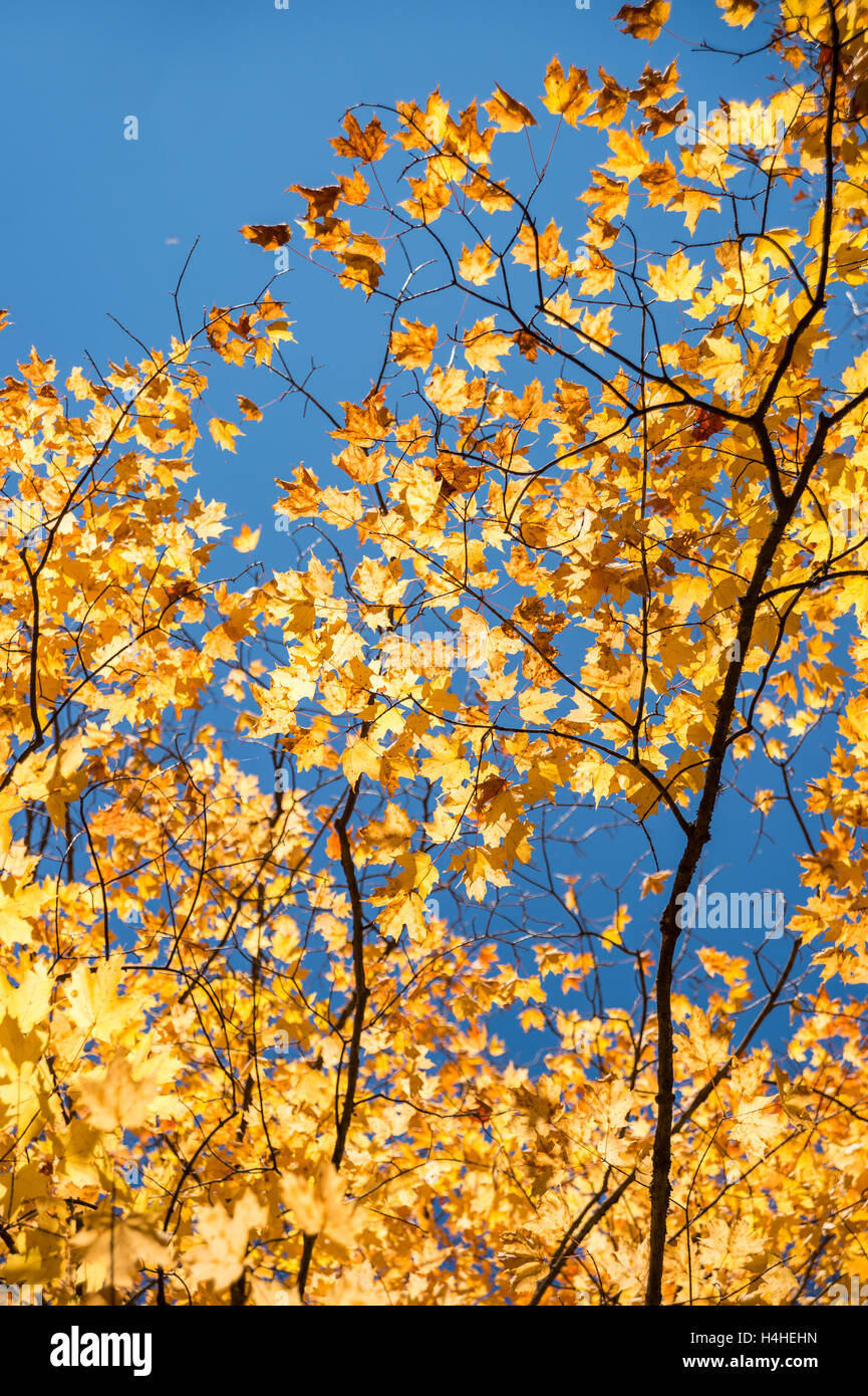 Automne érable à feuilles jaunes sur fond de ciel bleu au Québec, Canada Banque D'Images