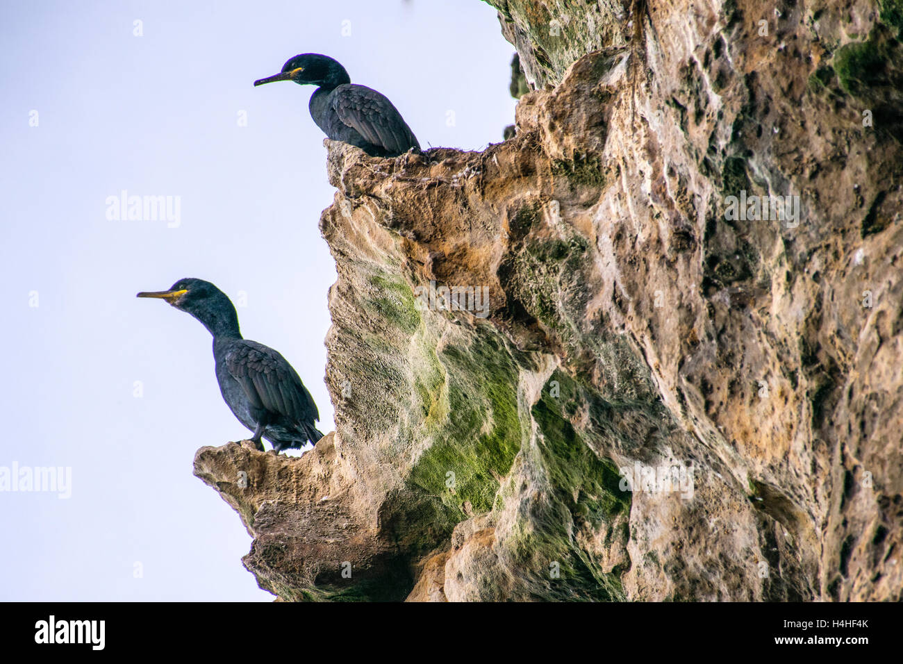 Cormorans sur les falaises du nord de la côte écossaise. Banque D'Images