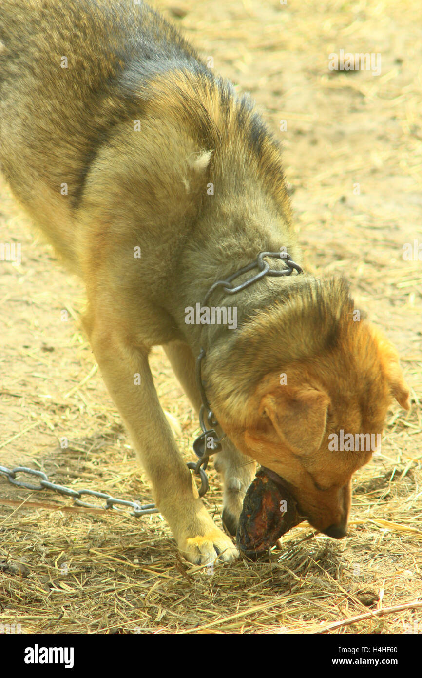 Watch-gris chien mange un morceau de viande Banque D'Images