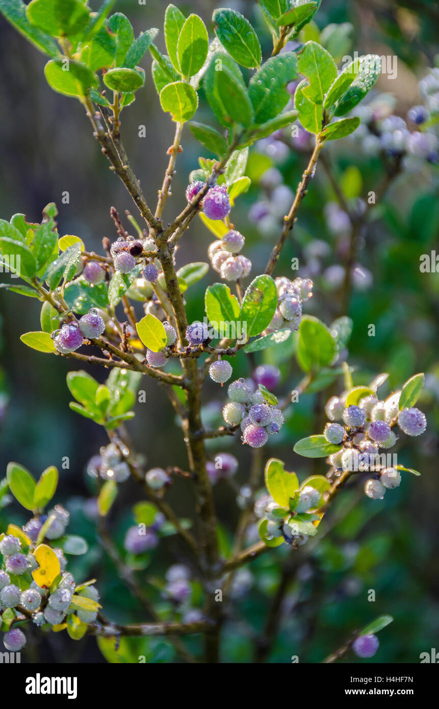 FORET DE STE BAUME, FILIALE A FEUILLES LARGES, VAR 83 FRANCE Banque D'Images