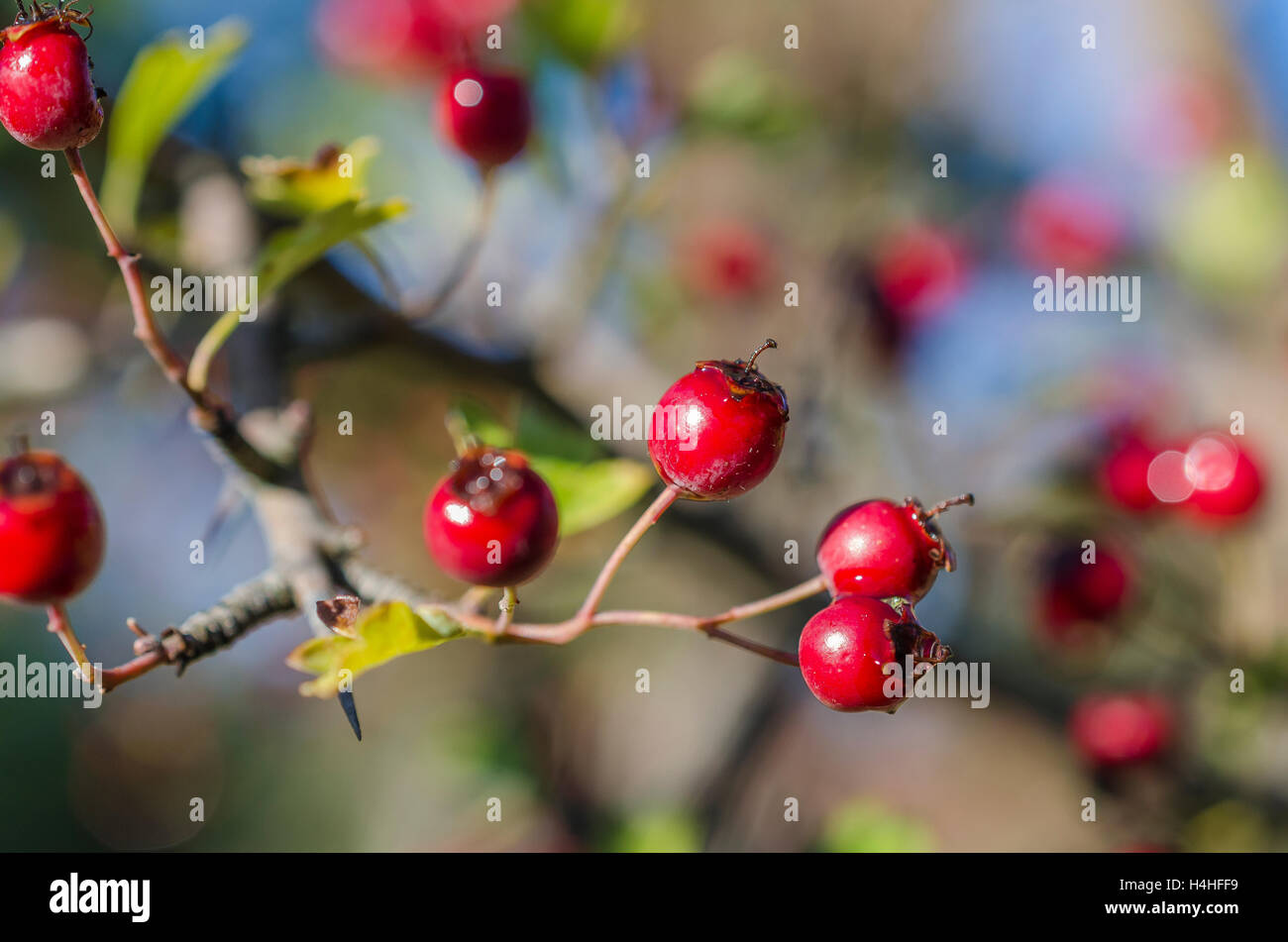 FORET DE STE BAUME, BAAIES D'AUBEPINE, VAR 83 FRANCE Banque D'Images
