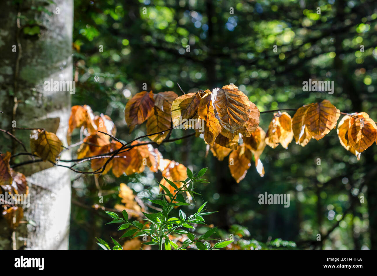 FORET DE STE BAUME, VAR 83 FRANCE Banque D'Images
