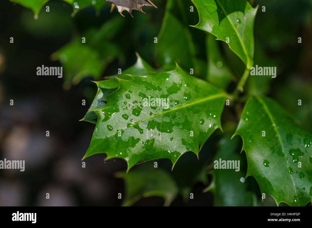 FORET DE STE BAUME, HOUX, VAR 83 FRANCE Banque D'Images