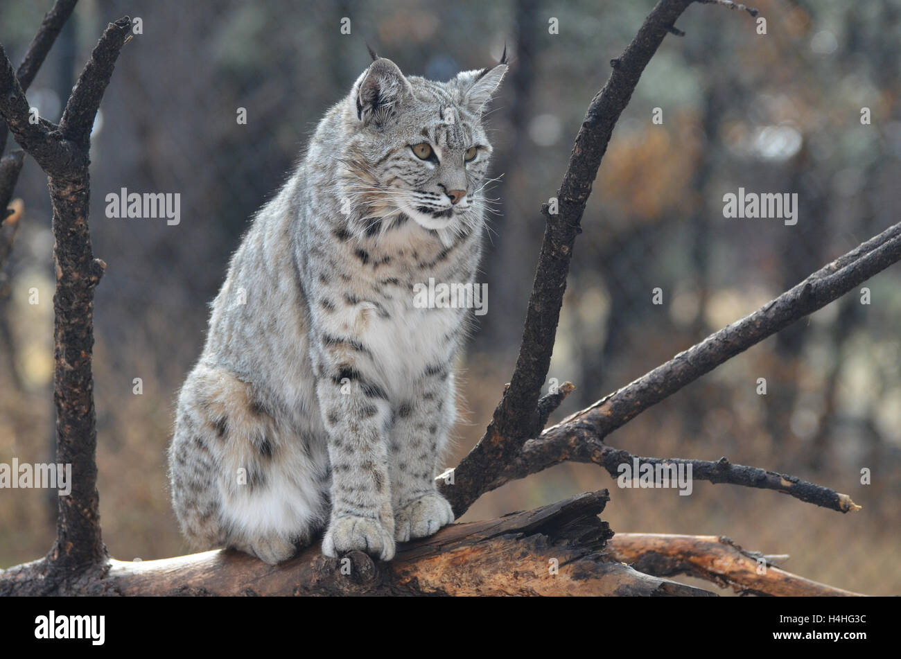 Le Lynx assis un top un arbre tombé. Banque D'Images