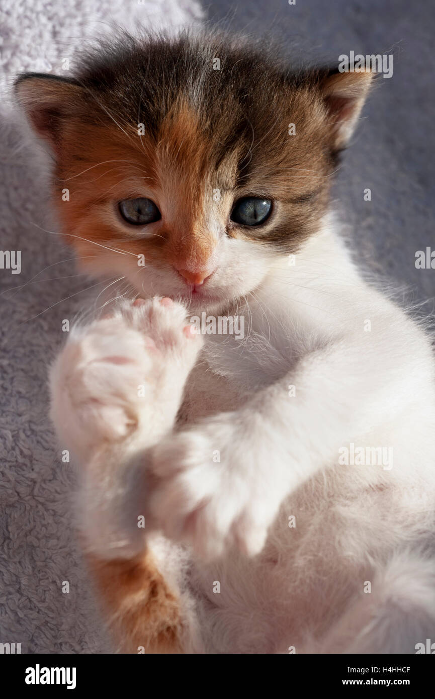 Kitten lying on a blanket and looking at camera Banque D'Images