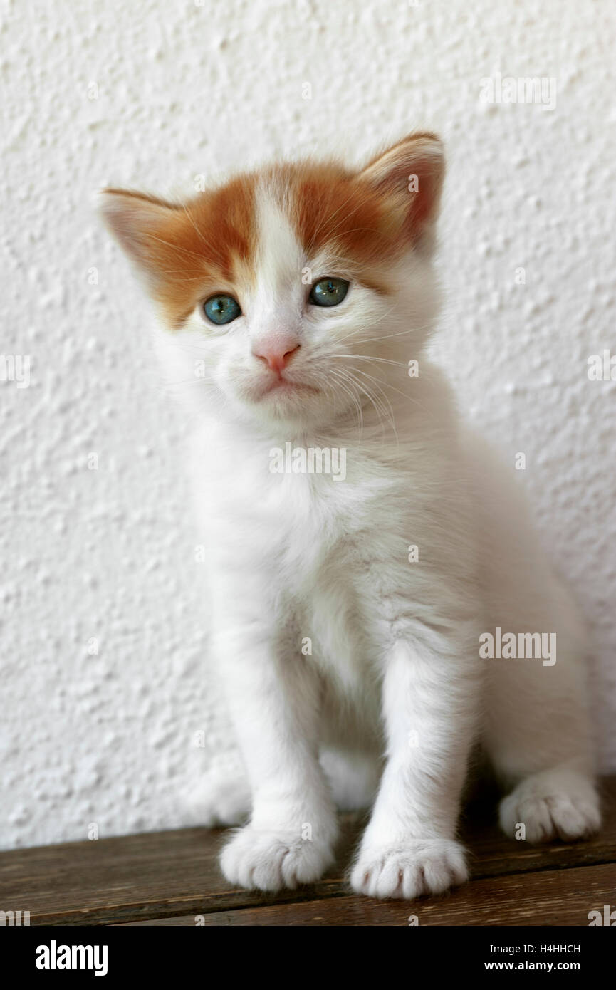 Chaton assis sur une table contre un mur blanc Banque D'Images