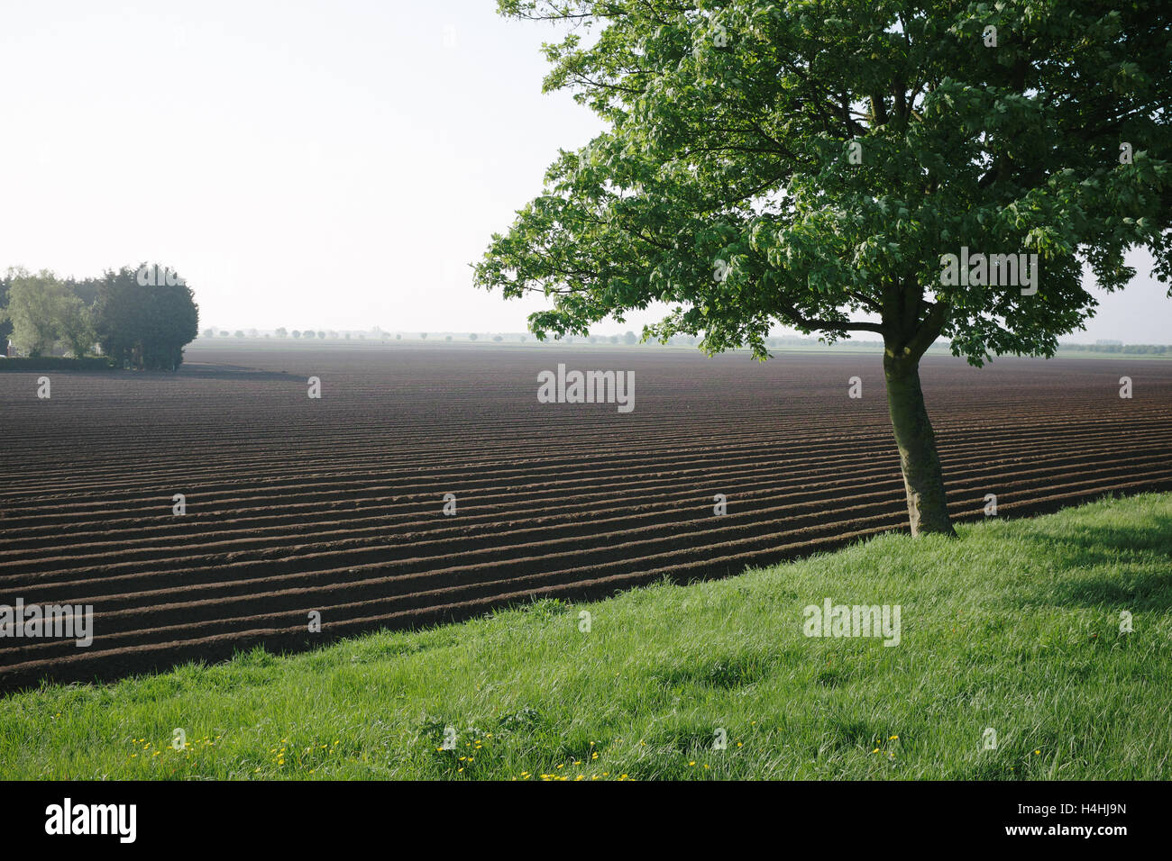Champ de pommes de terre nouvellement plantés à Wingland, South Holland, Lincolnshire UK. Banque D'Images