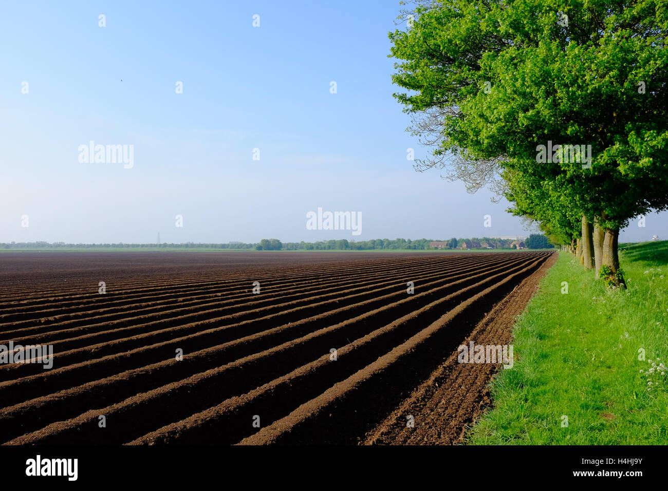 Champ de pommes de terre nouvellement plantés à Wingland, South Holland, Lincolnshire UK. Banque D'Images