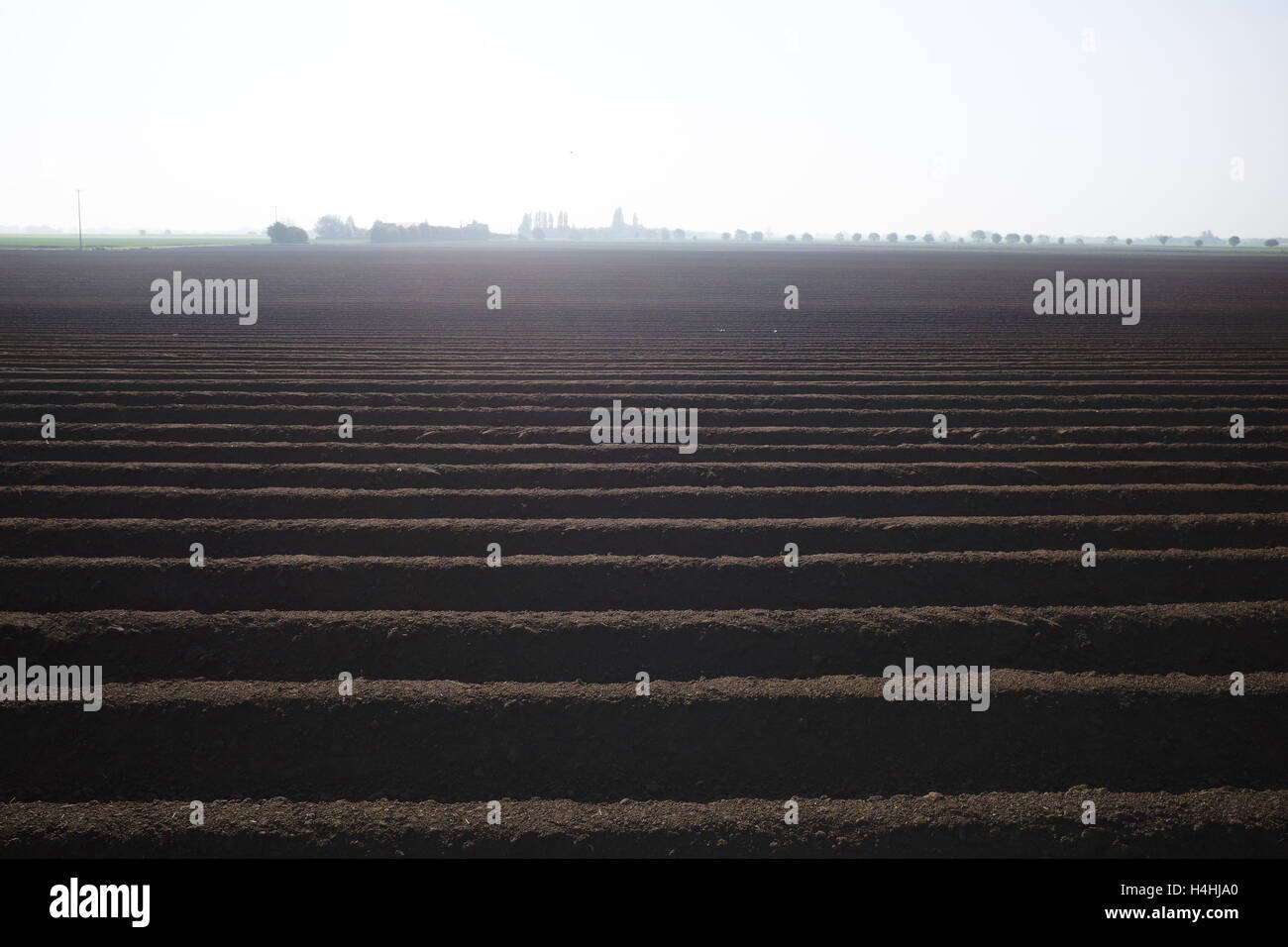 Champ de pommes de terre nouvellement plantés à Wingland, South Holland, Lincolnshire UK. Banque D'Images