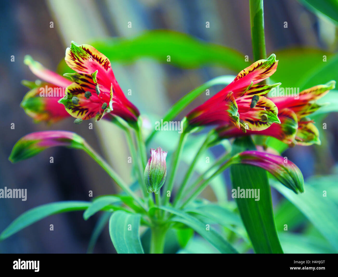 Lily péruvienne ou lis des Incas ou de l'Alstroemeria Banque D'Images