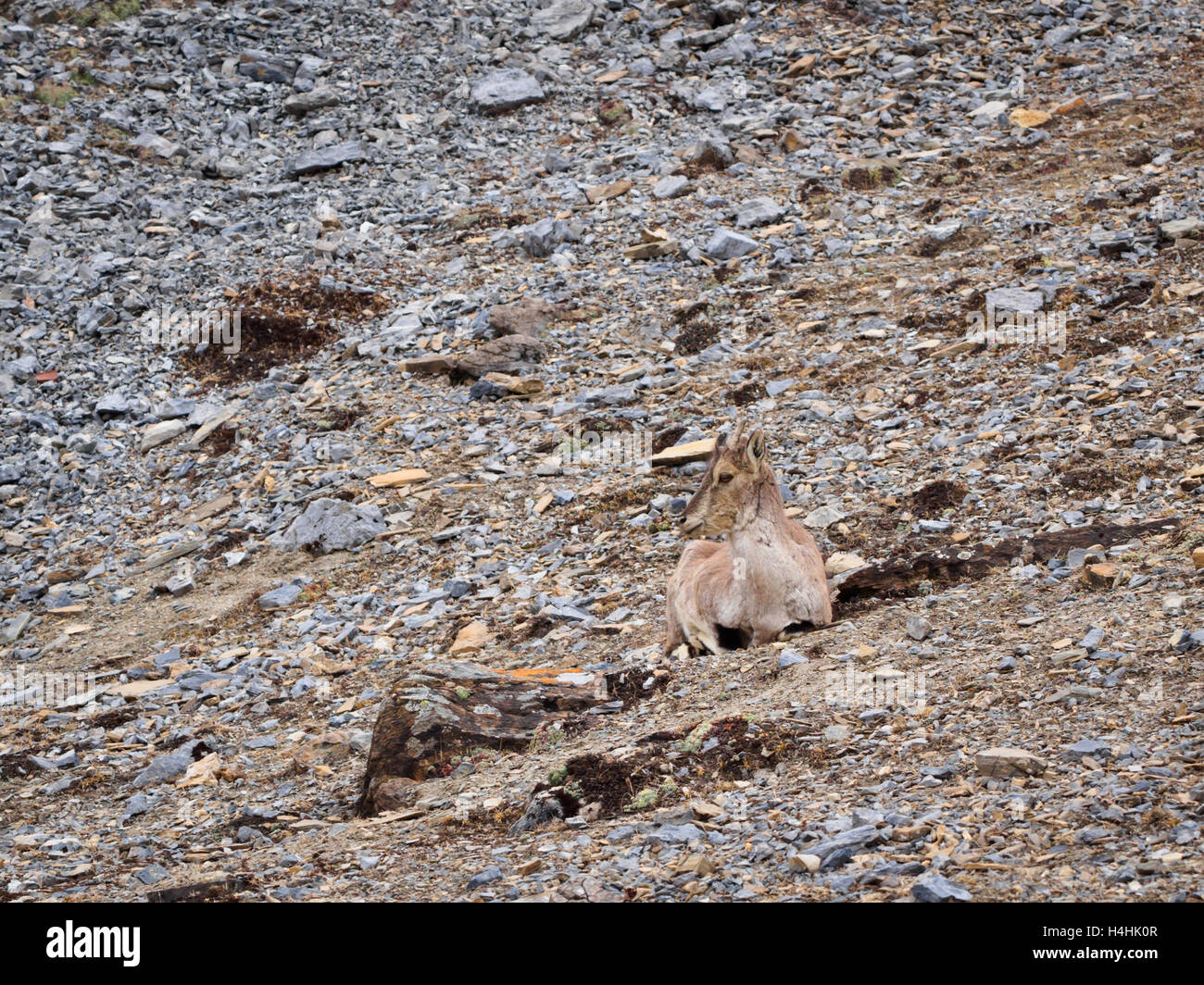 (Pseudois nayaur mouton bleu) assis sur le sol rocheux près de Thorung Camp d'sur le circuit de l'Annapurna Trek, au Népal Banque D'Images