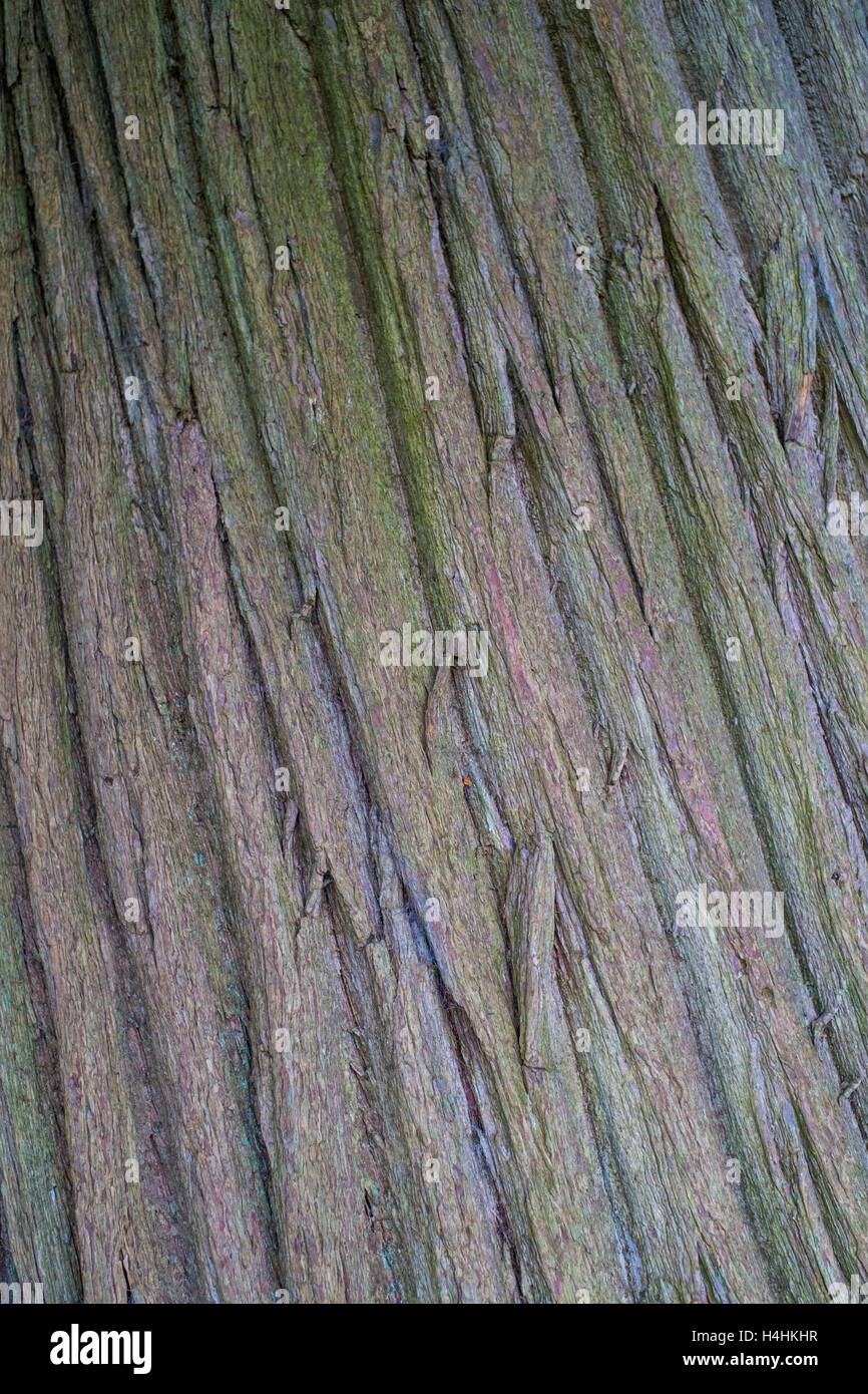 Castanea sativa - châtaignier, détail de l'écorce. Banque D'Images