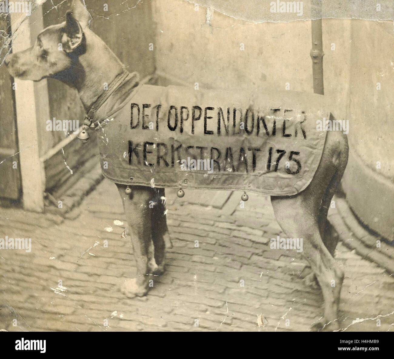 Portrait de jouets chien avec texte publicitaire, Anonyme Banque D'Images