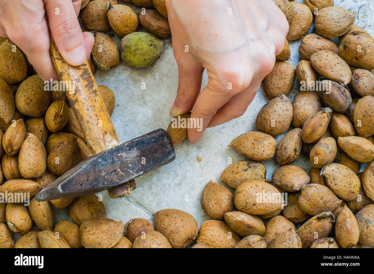 Woman's Hand Holding a Hammer pour fissurer les coquilles d'Amande Banque D'Images