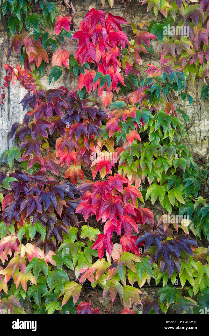 Du Parthenocissus tricuspidata. Boston ivy / réducteur japonais à l'automne sur les Cotswolds Arms pub, Burford, Oxfordshire, Angleterre Banque D'Images