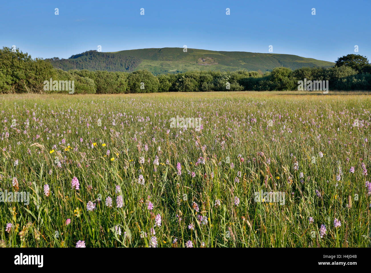 Sartfield ; près de la réserve naturelle de l'île de Man, UK Banque D'Images