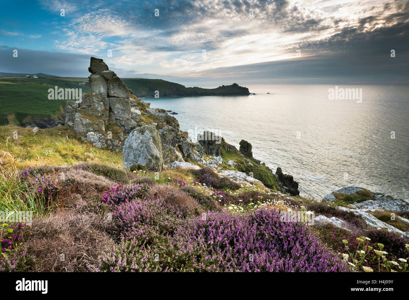 La tête de Grondin ; d'Carnelloe ; Cornwall, UK Banque D'Images