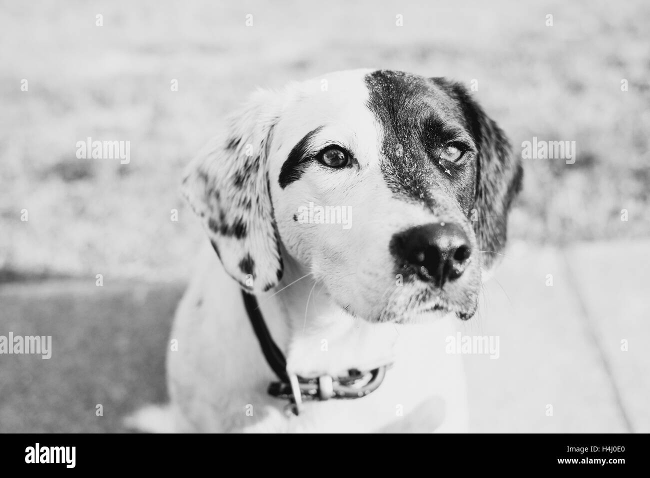 Un épagneul Springer et-Labrador cross Banque D'Images