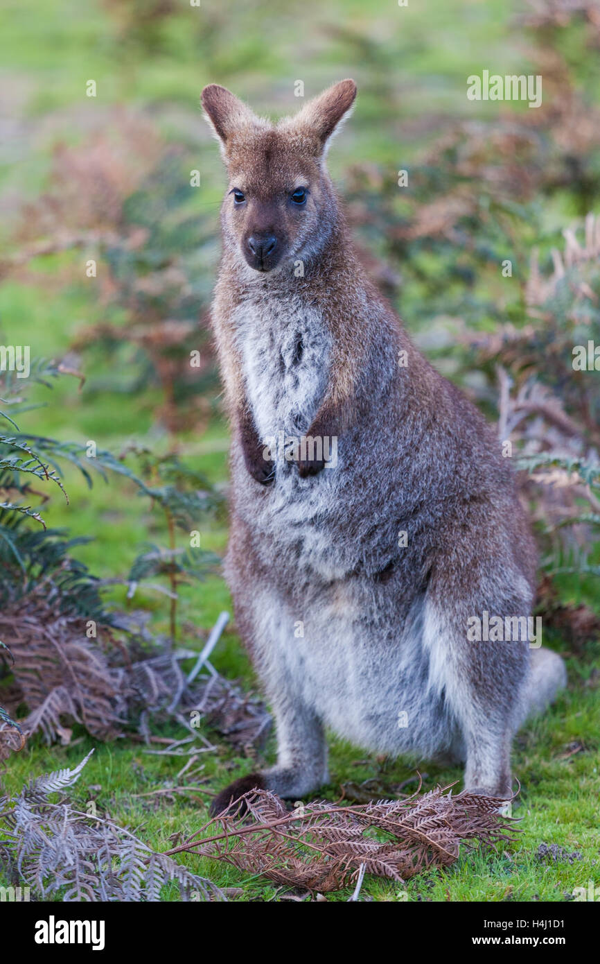 Bennett's Wallaby parmi les fougères en Tasmanie, Australie Banque D'Images