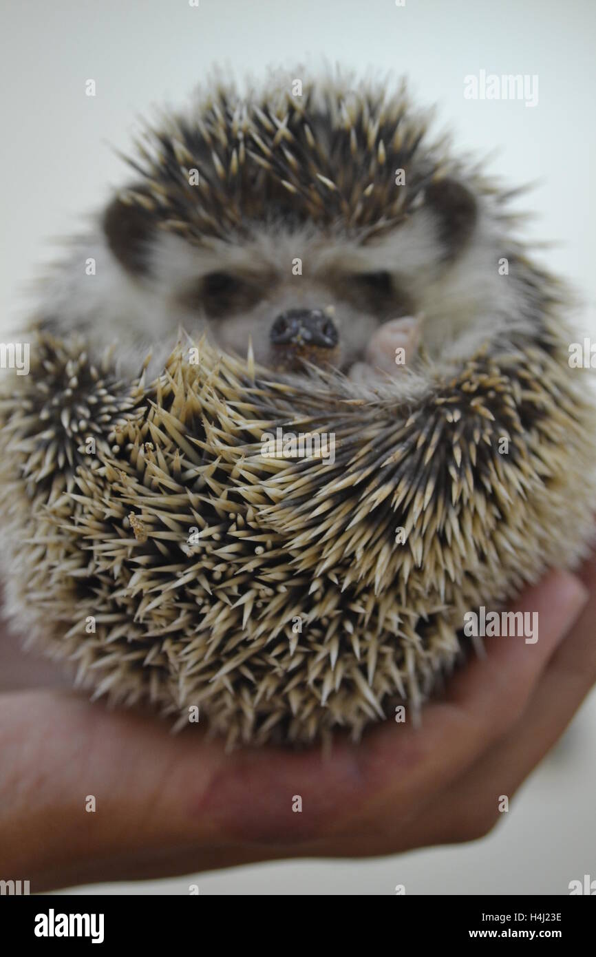 Albino hedgehog Banque de photographies et d’images à haute résolution ...