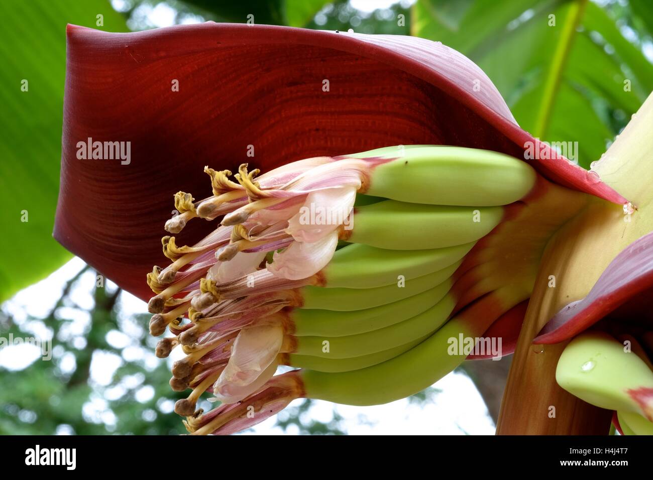 'Kluay nam wa' (Musa acuminata x balbisiana ABB) - les plus populaires de Thaïlande banana Banque D'Images