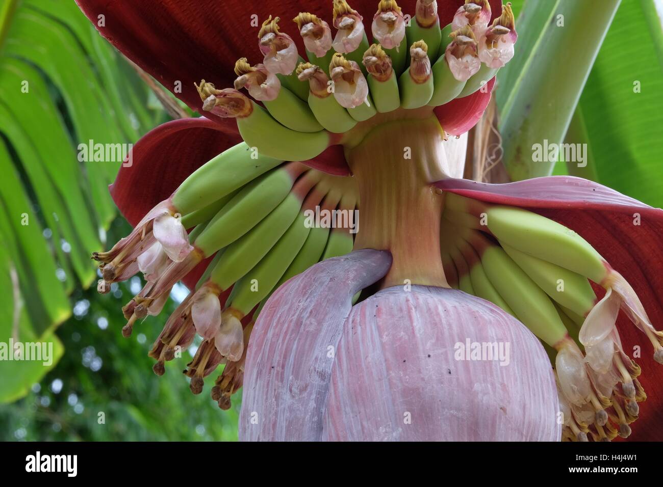 'Kluay nam wa' (Musa acuminata x balbisiana ABB) - les plus populaires de Thaïlande banana Banque D'Images