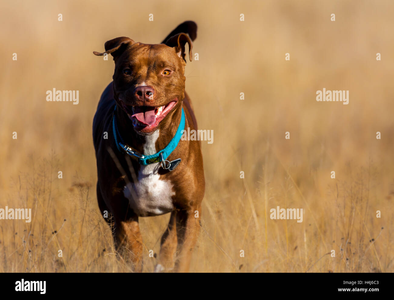 Staffordshire Terrier s'exécute sur un champ brun Banque D'Images