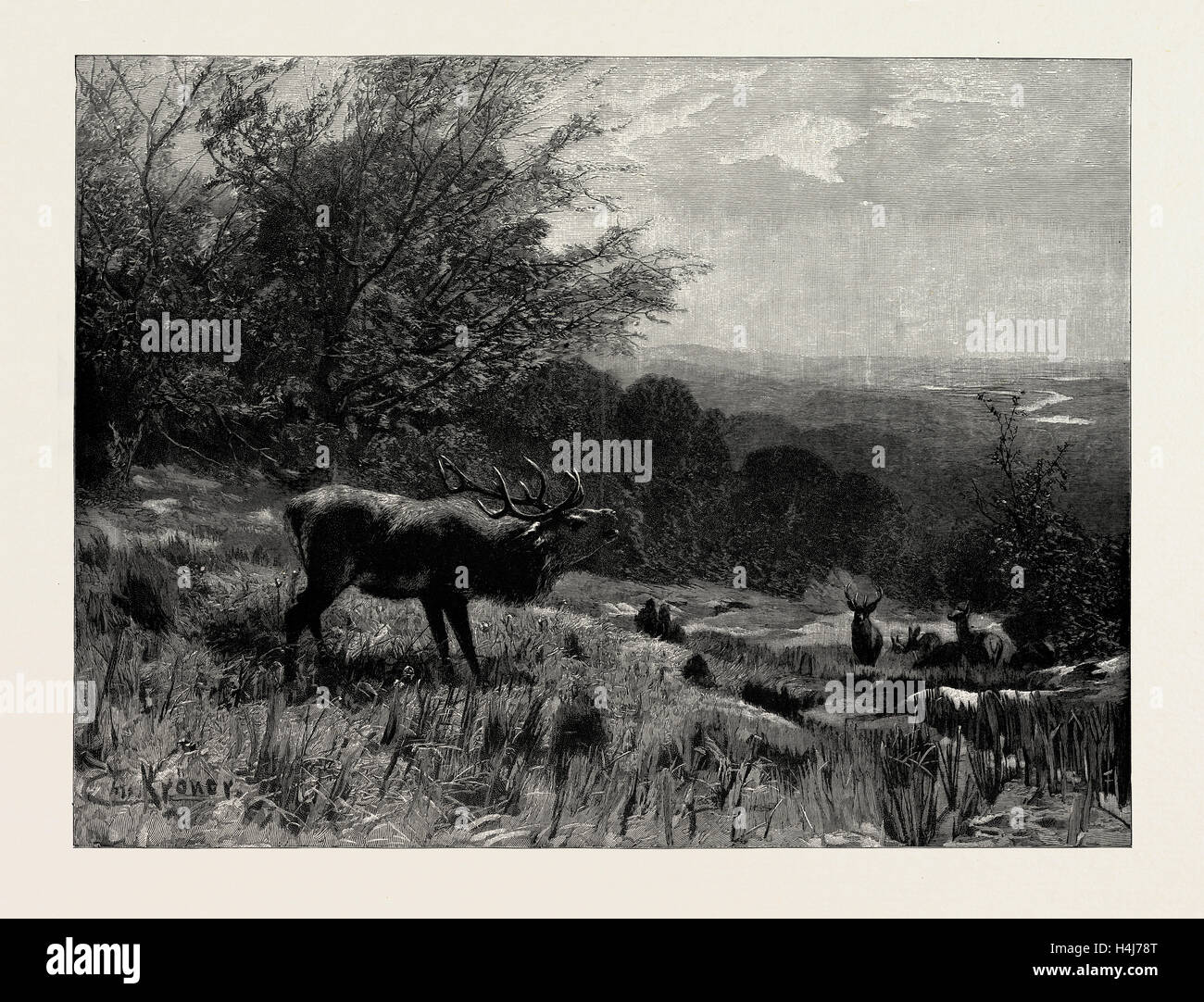 Défi, à partir de la photo par Ch. Kroner, 1889. Une scène représentant des cerfs. Banque D'Images