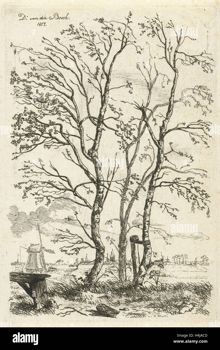 Trois bouleaux, D. Van den Bosch, 1817 Banque D'Images