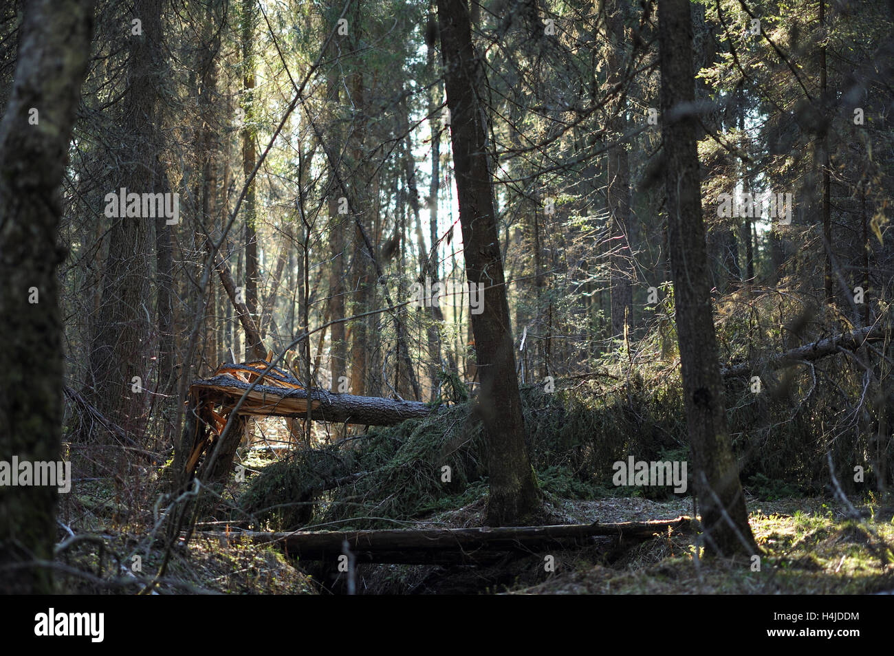 Ravin de la taïga. Effet d'aubaine d'une fracture, tombé au sol des arbres et s'écoulant dans un ravin Brook. Banque D'Images