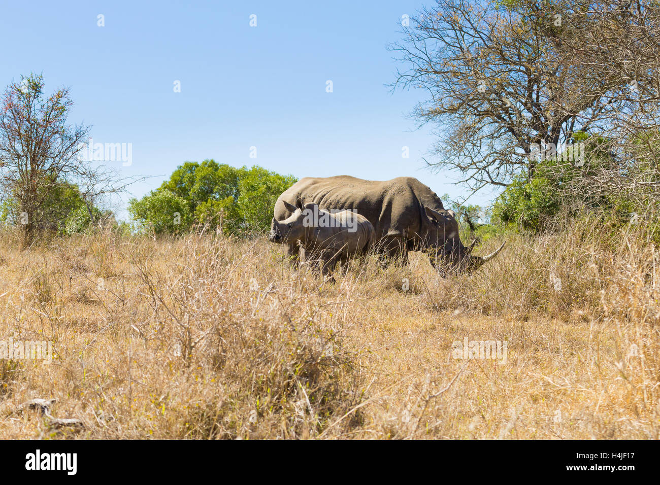 Rhinocéros blanc femelle avec chiot, à partir de Hluhluwe-Imfolozi Park, Afrique du Sud. La faune africaine. Ceratotherium simum Banque D'Images