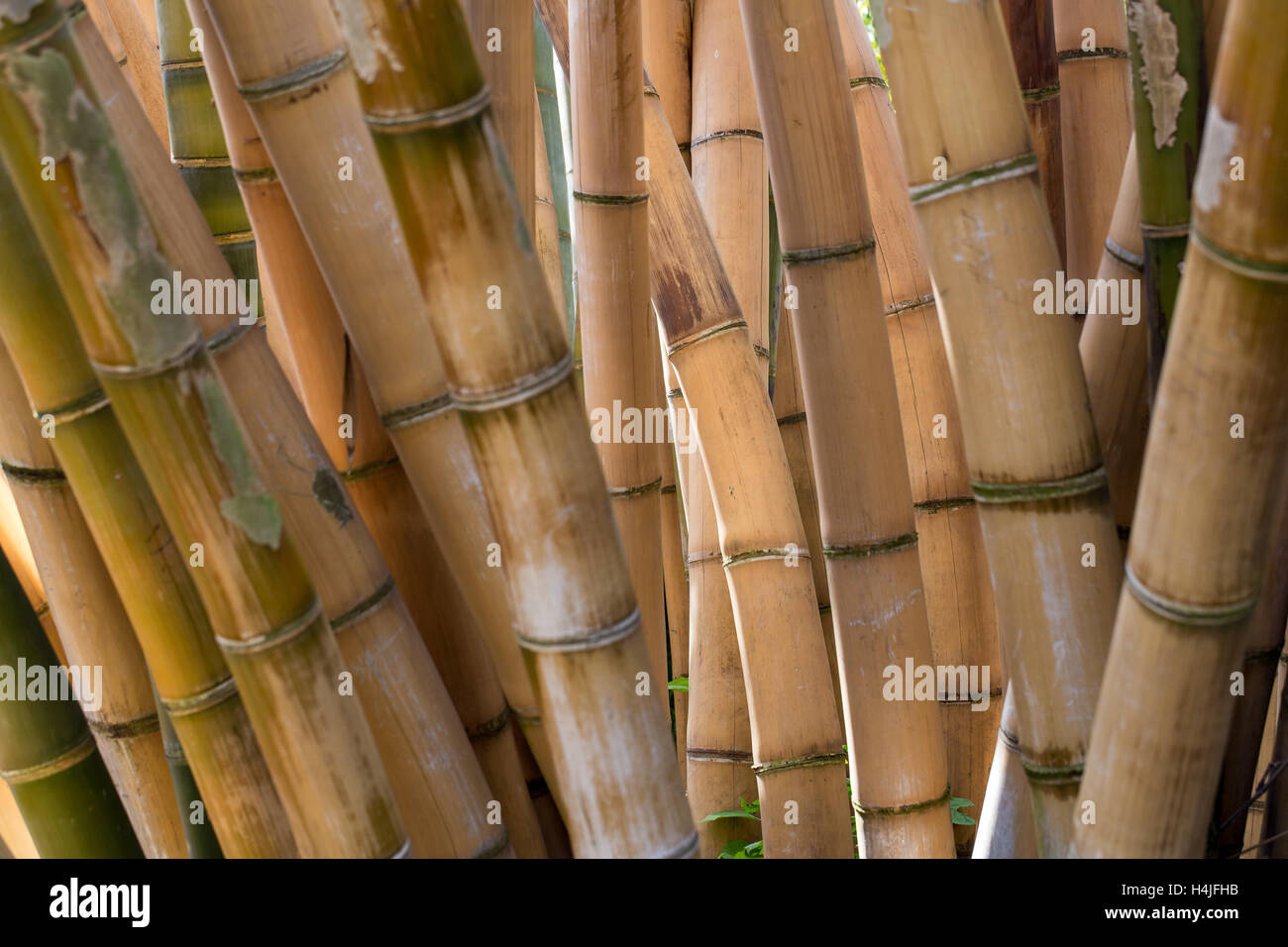 Près d'un bosquet de bambou géant Banque D'Images
