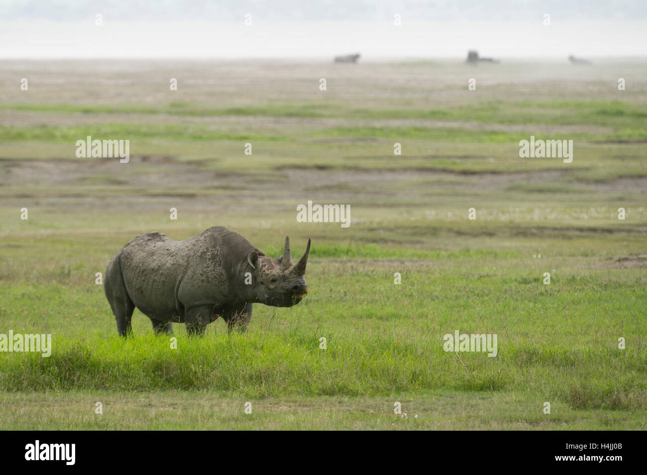 Le rhinocéros noir (Diceros bicornis), le cratère du Ngorongoro, en Tanzanie Banque D'Images