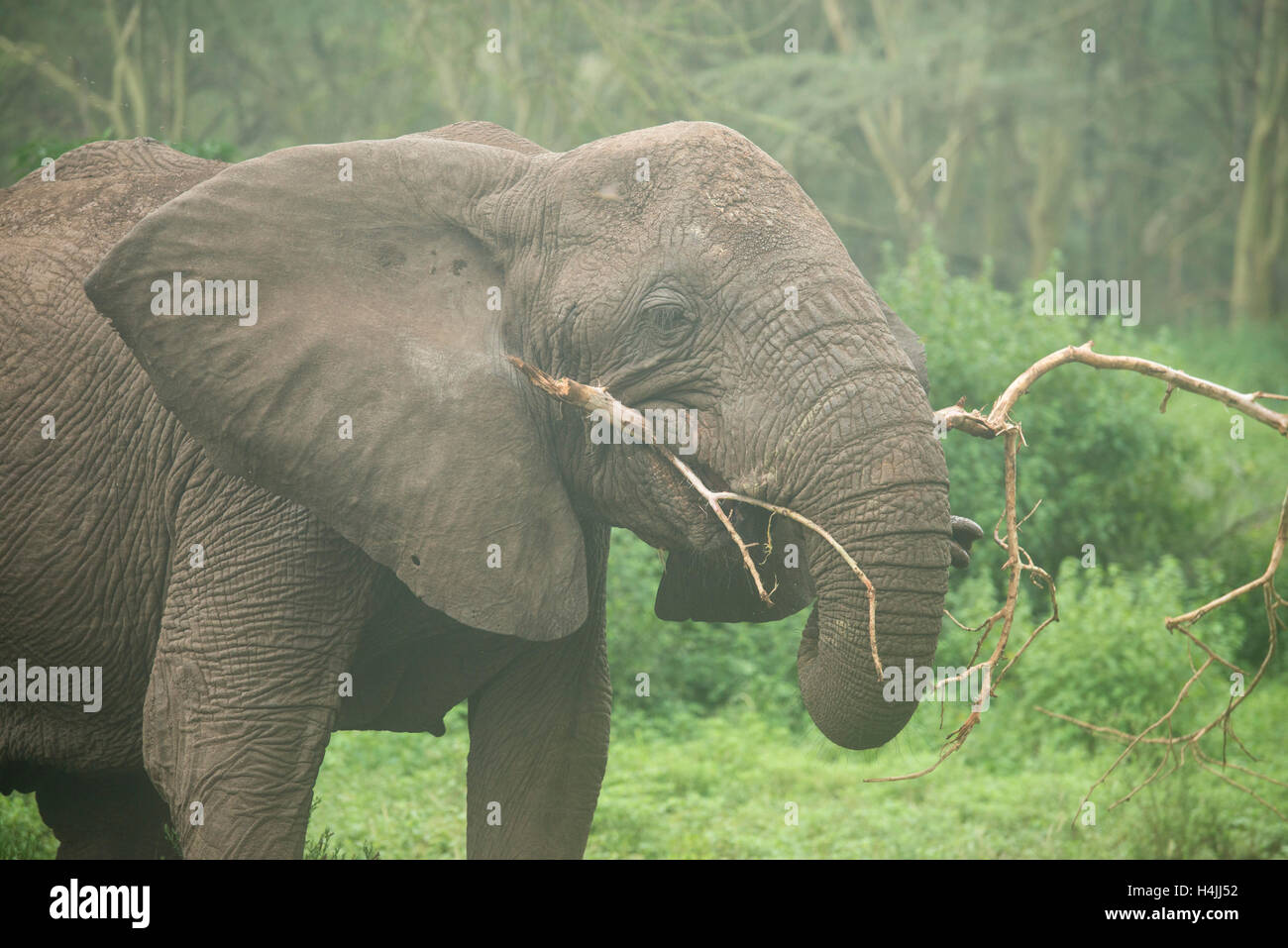 Manger de l'eléphant d'Afrique (Loxodonta africana africana), le cratère du Ngorongoro, en Tanzanie Banque D'Images