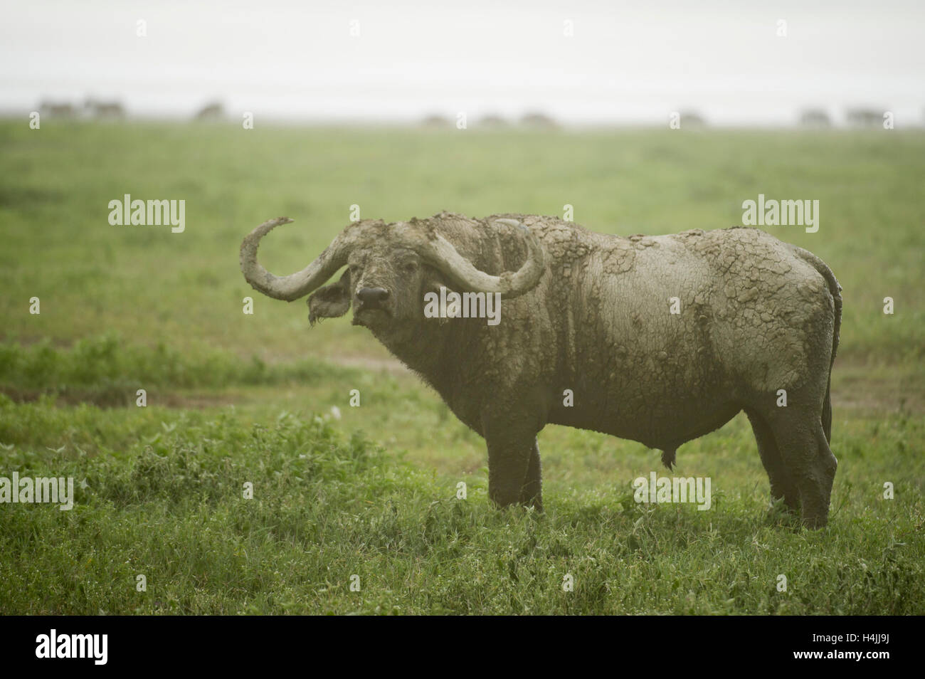 Buffalo bull (Syncerus caffer caffer), le cratère du Ngorongoro, en Tanzanie Banque D'Images