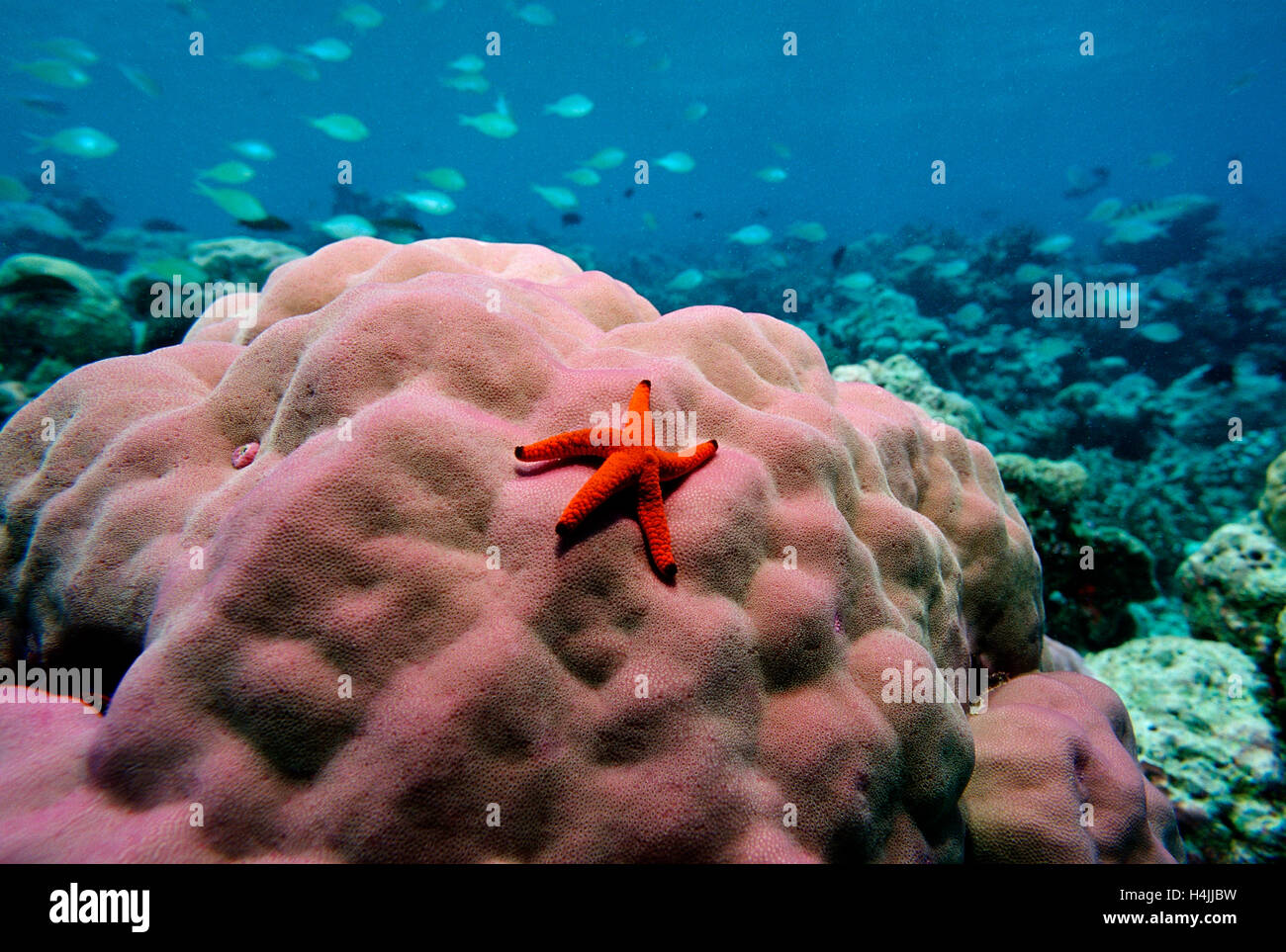 Red-star bulbés (Fromia elegans) sur les pores, de l'Océan Indien, les Maldives Banque D'Images