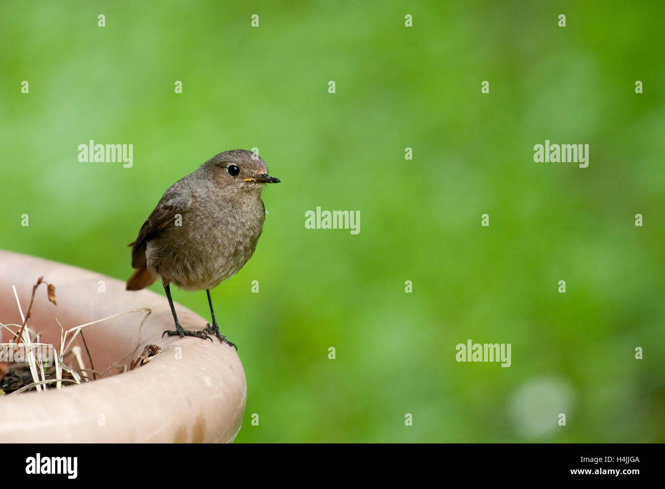 Rougequeue noir femelle (Phoenicurus ochruros gibraltariensis) Banque D'Images