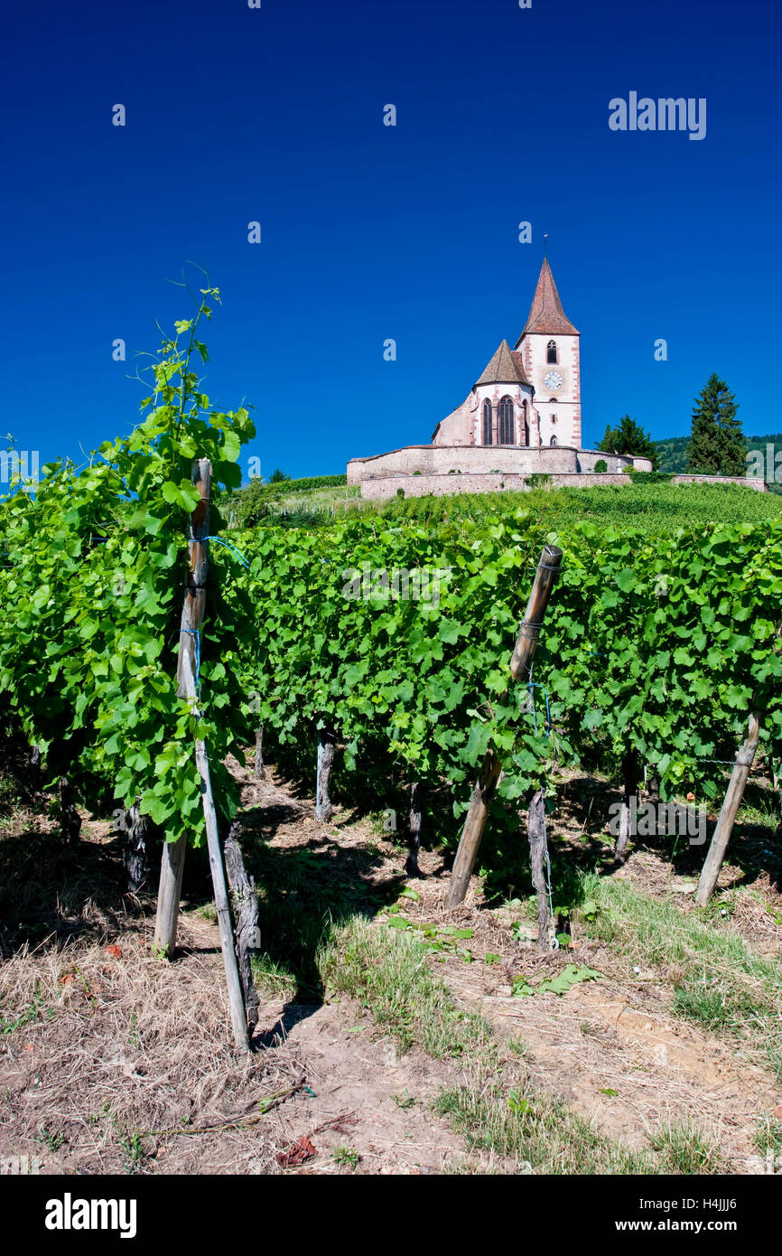 Patrimoine fortifié sur l'église de vignes à Hunawihr, Alsace, France, Europe Banque D'Images