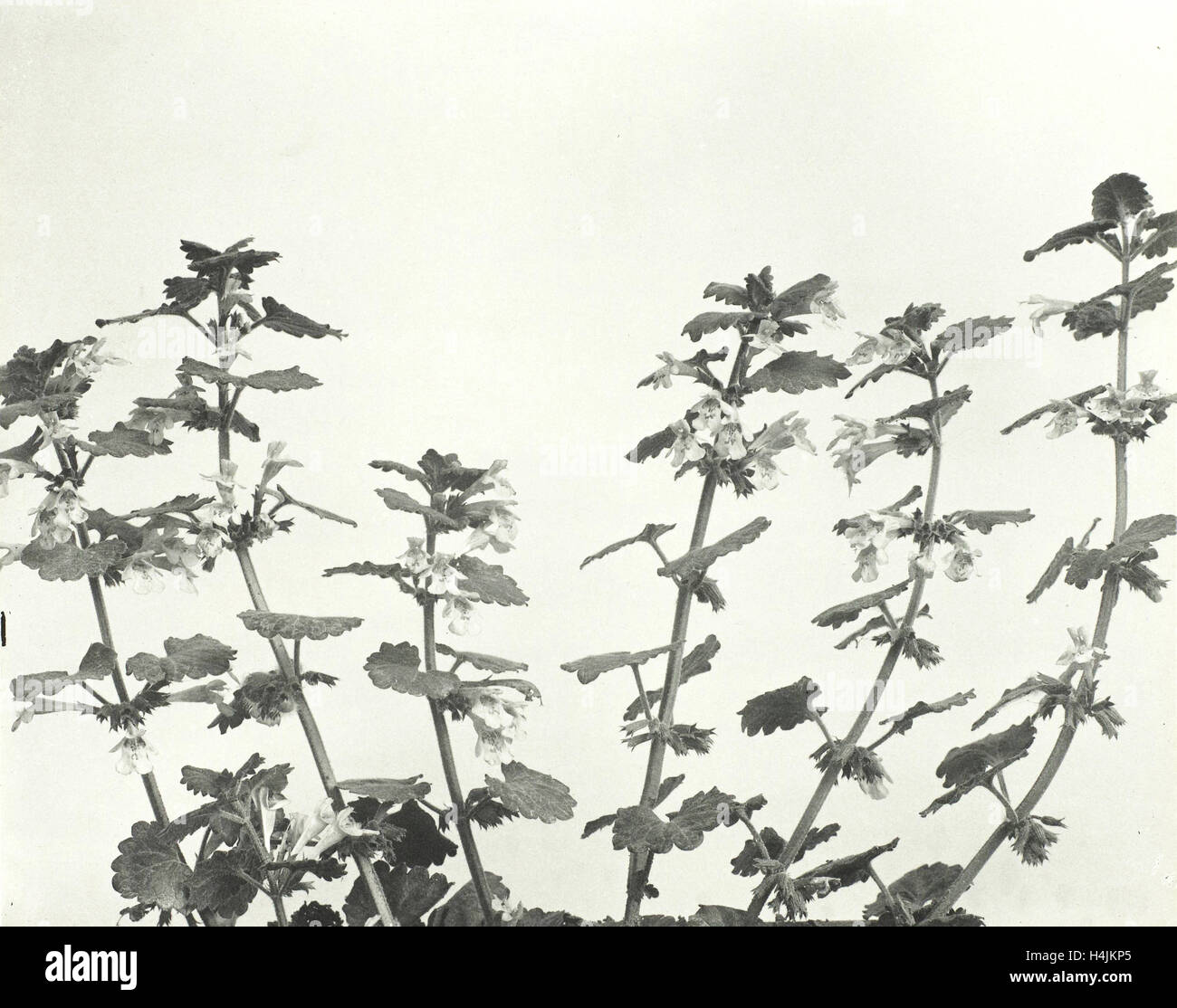 Nature morte avec fleurs (ivy), Edwin Hale Lincoln, 1905 Banque D'Images