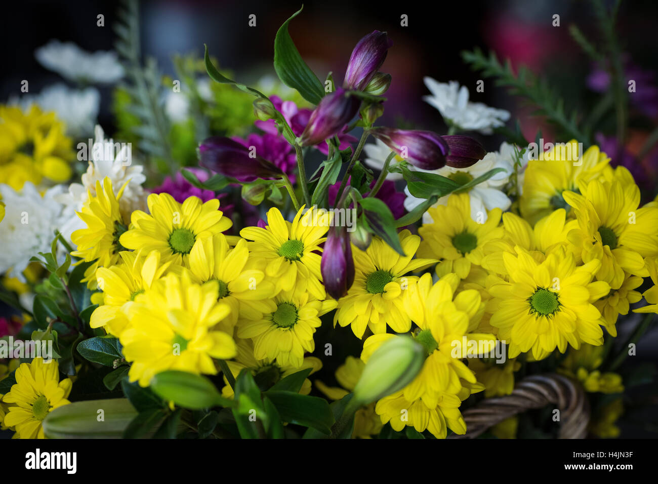 Close-up de belles fleurs Banque D'Images
