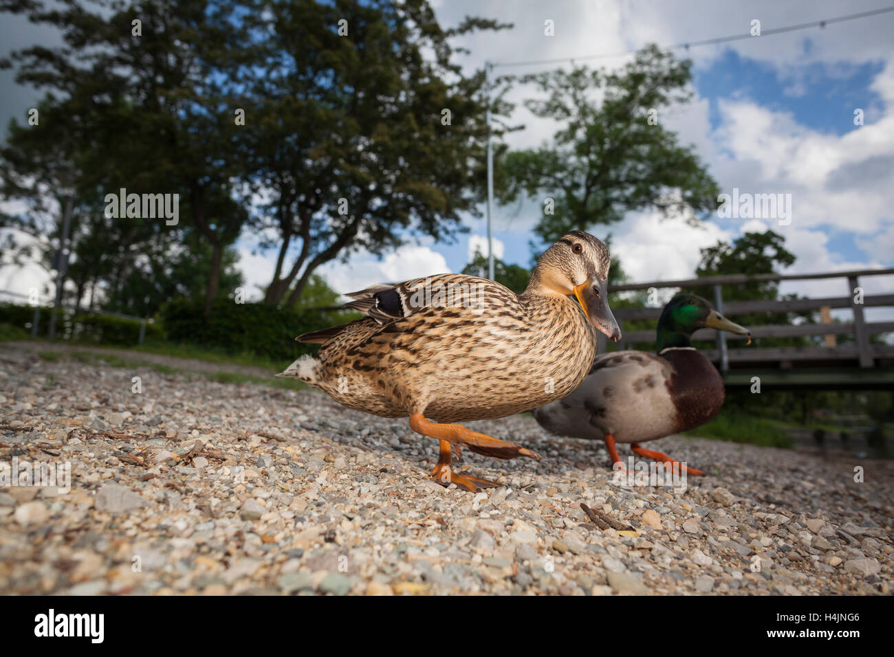 Low angle view of mallard (Anas platyrhynchos) paire sur le lac de Chiem, rive avec pier en arrière-plan. La Haute-bavière. L'Allemagne. Banque D'Images