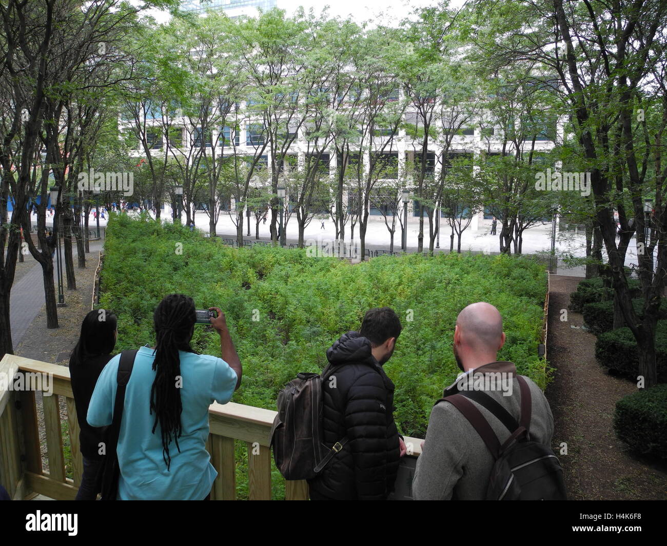 New York, États-Unis. 12 octobre 2016. Les visiteurs se tenir en face de Redwood en miniature, qui sont font partie du projet "art homme perdu Creek" par l'artiste Spencer Finch, dans le quartier de Brooklyn à New York, États-Unis, 12 octobre 2016. Au milieu d'un centre commercial, résidentiel et de bureaux, l'artiste Spencer Ginch a répliqué la forêt populaire en miniature. PHOTO : JOHANNES SCHMITT-TEGGE/dpa/Alamy Live News Banque D'Images