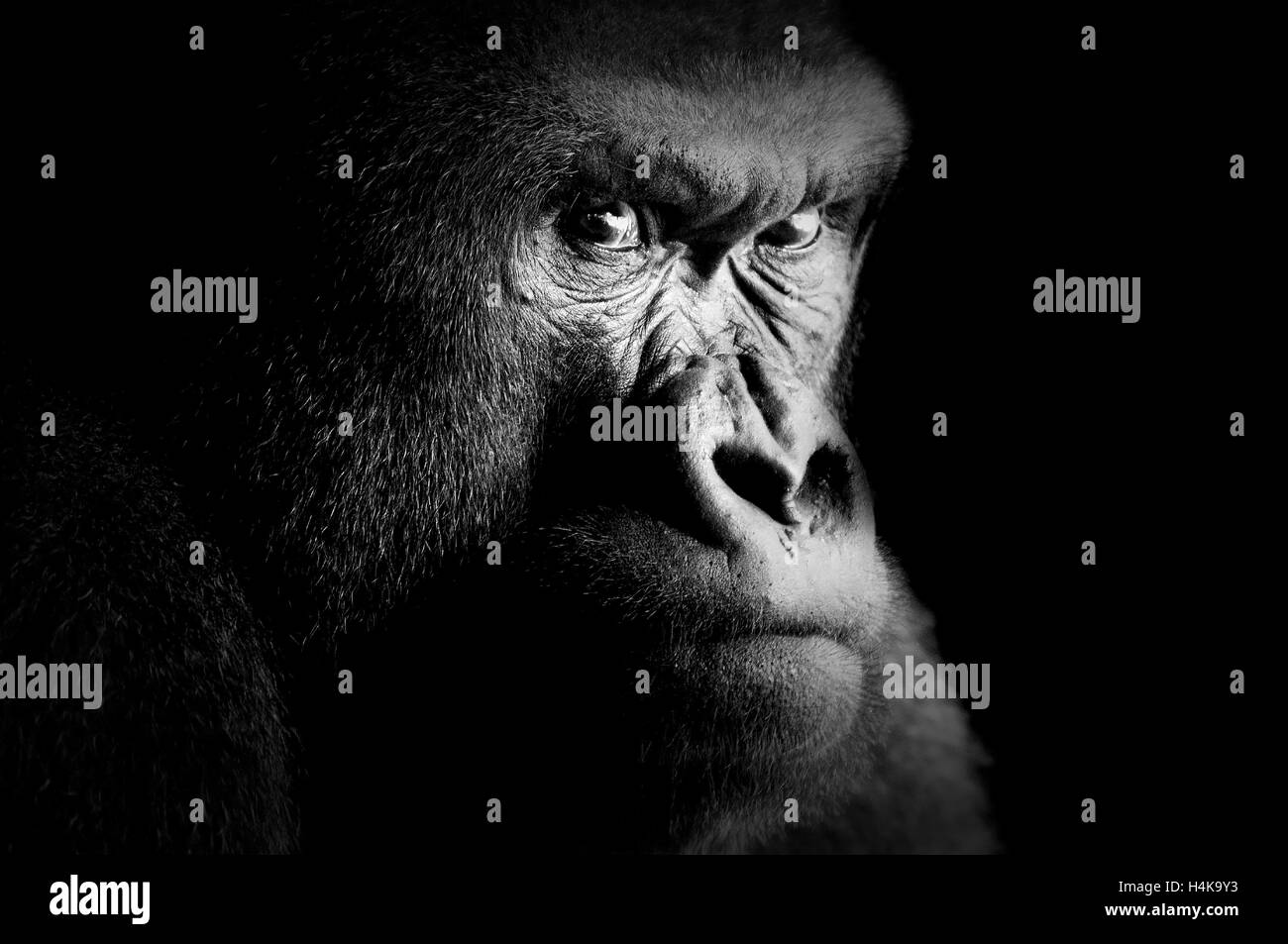 Fine art portrait d'un gorille Banque D'Images
