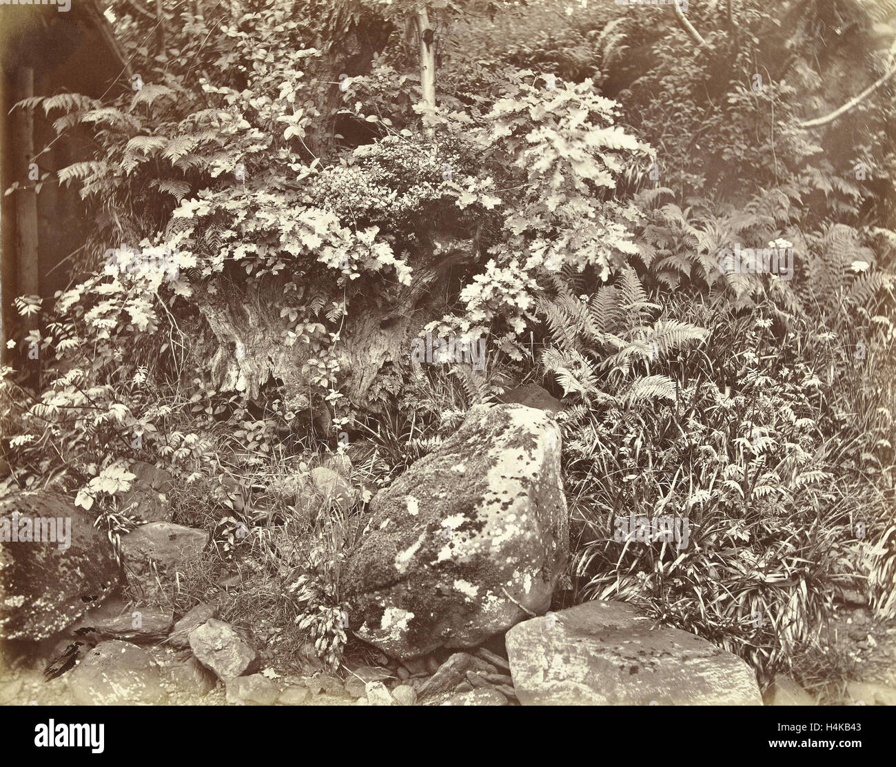 Les plantes et autre végétation, William Church, 1865 Banque D'Images