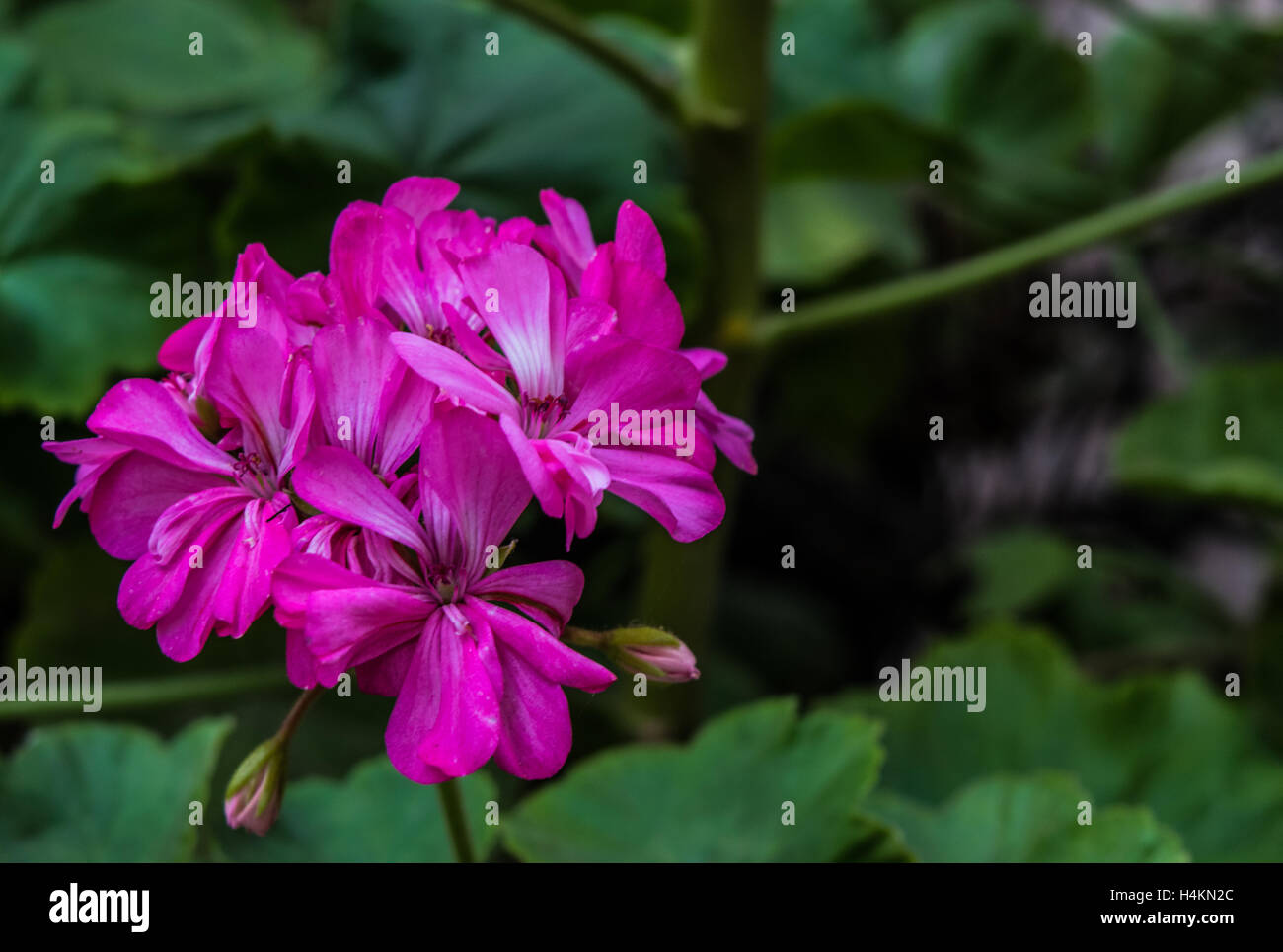 Belle couleur dans la nature Banque D'Images